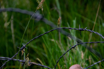 alambre de púas, naturaleza,  alambre, vegetación, insecto ,  