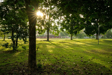 Obraz premium Beautiful green park with trees. Sun rays and flares.