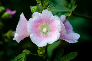 Beautiful pink and white flowers on dark background. Floral still life. Close-up.