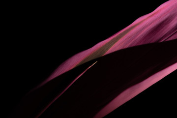 pink abstract background