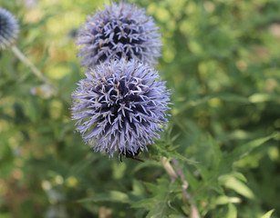 An excellent globe thistle, a beautiful wildflower grow in a summer garden, traditional garden plant, selective focus. Medicinal plant.