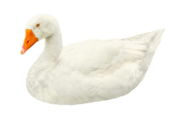 White domestic goose isolated on white background. Clipping path