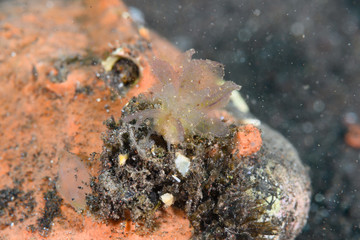 ポリブランチアヤンアエ