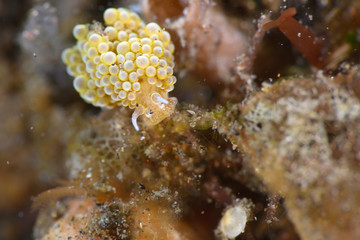 マツカサウミウシsp