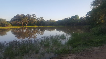 Fototapeta na wymiar Morning view of pond
