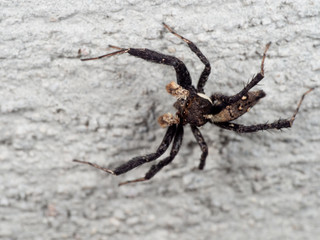 Macro Photo of Portia Jumping Spider on The Wall