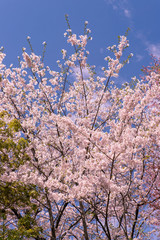 北海道　札幌市の美しい満開の桜