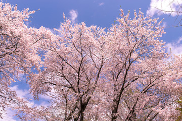 北海道　札幌市の美しい満開の桜