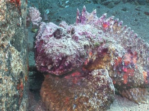 stone fish red sea camouflage stonefish underwater ocean scenery 