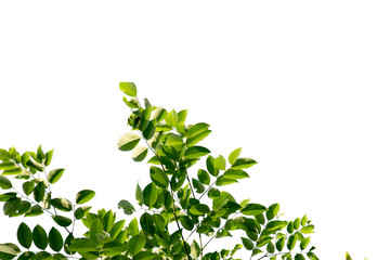 green leaf isolated on white background with copy space