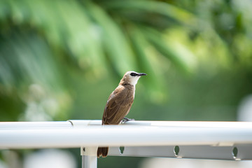 Beautiful tiny bird in the tropical zone countries called 