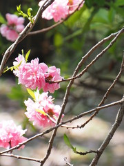 花桃