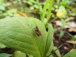 ヒシバッタ grasshopper