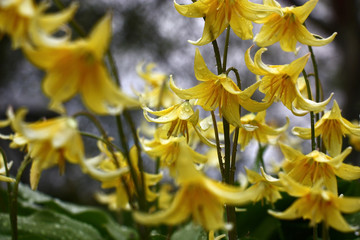 Fototapeta premium Yellow bright flowers of a erythronium on a water color background of the sky and plants.