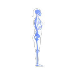 Woman skeleton anatomy