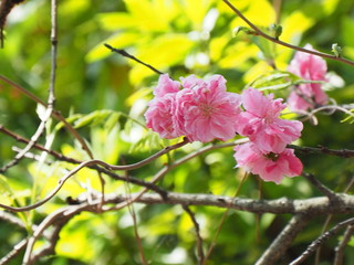 花桃