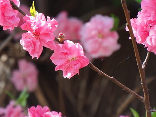 花桃