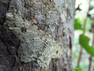 エダシャク moth