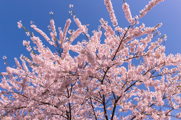 北海道　札幌市の美しい満開の桜