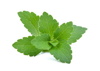 Stevia rebaudiana plant isolated on white background