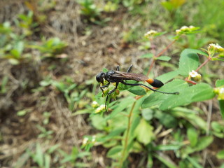 ジガバチ wasp