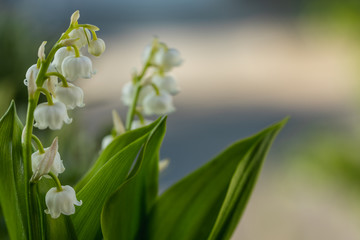 Closeup of a beautiful lilly of the valley flower blooming in the sun light.
