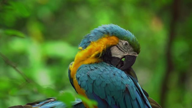 Ecuadorian parrots
Loro Ecuatorianos 
Guacamayos 