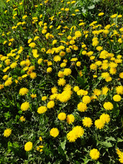 Bloom.  Field of yellow dandelions close-up.  Green meadow on a sunny day.  Spring flowers.  Vertical photo.