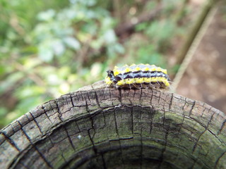 ホタルガ 幼虫 larva of moth