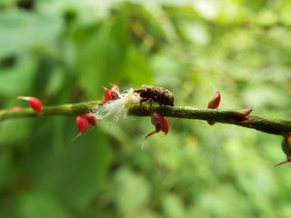 捕食中のクモ spider is eating