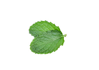 mint leaves isolated on white background