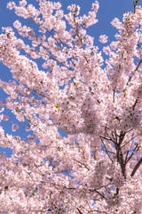 北海道　札幌市の美しい満開の桜