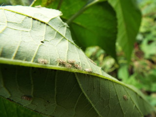 グンバイムシ lace bug