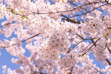 北海道　札幌市の美しい満開の桜