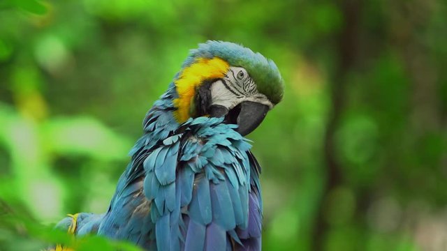 Ecuadorian parrots
Loro Ecuatorianos 
Guacamayos 