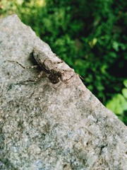 Hopper sitting on a rock in woods