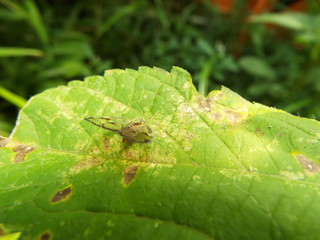 スケバハゴロモ leafbug