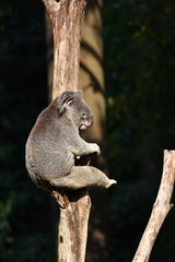 Koalas that live only in Australia