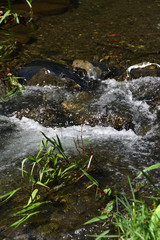 小川 (Stream)