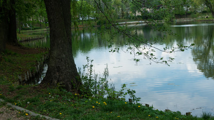 Fototapeta na wymiar Tree and lake in the park.