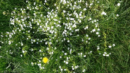 Green grass with a scattering of small white flowers, a floral carpet, spring flowering.