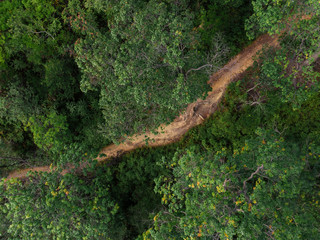 Aerial top down view of the walk path in the tropical jungle