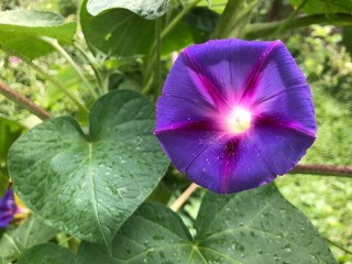 A morning glory plant with a purple flower.