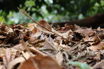 Dry leaves on the ground with selective focus