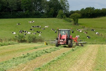Andainage champ de luzerne, troupeau de vaches prim Holstein en arrière plan