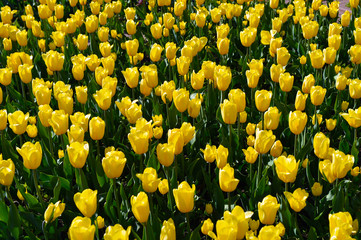a lot of red yellow lilac tulips in a garden together 
