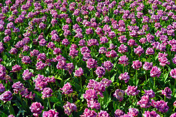 a lot of red yellow lilac tulips in a garden together 