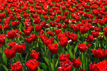a lot of red yellow lilac tulips in a garden together 
