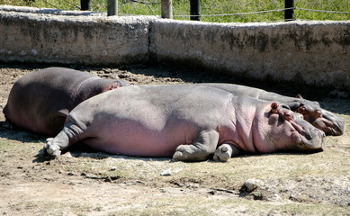 Hipopótamos descansando