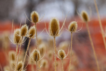 Flora